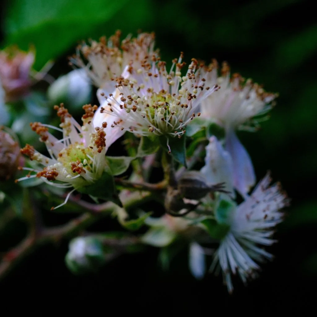 DSCF0797.JPG