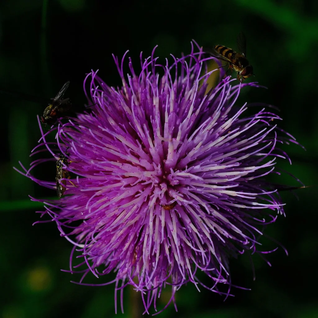 DSCF0831.JPG