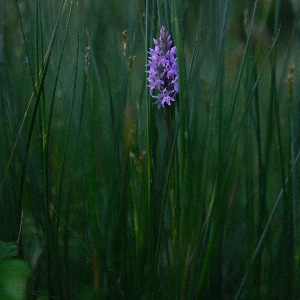 DSCF0456.JPG