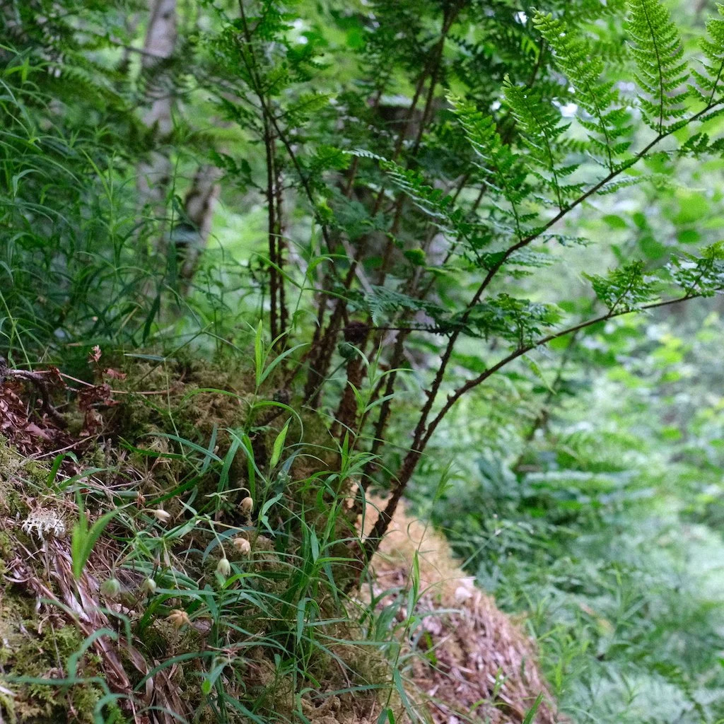 DSCF0432.JPG
