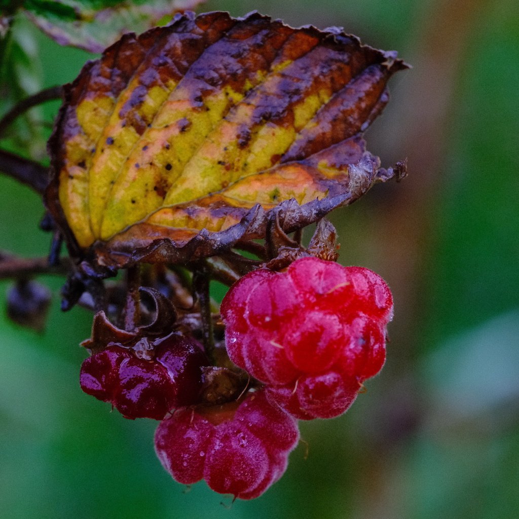 DSCF0536.JPG