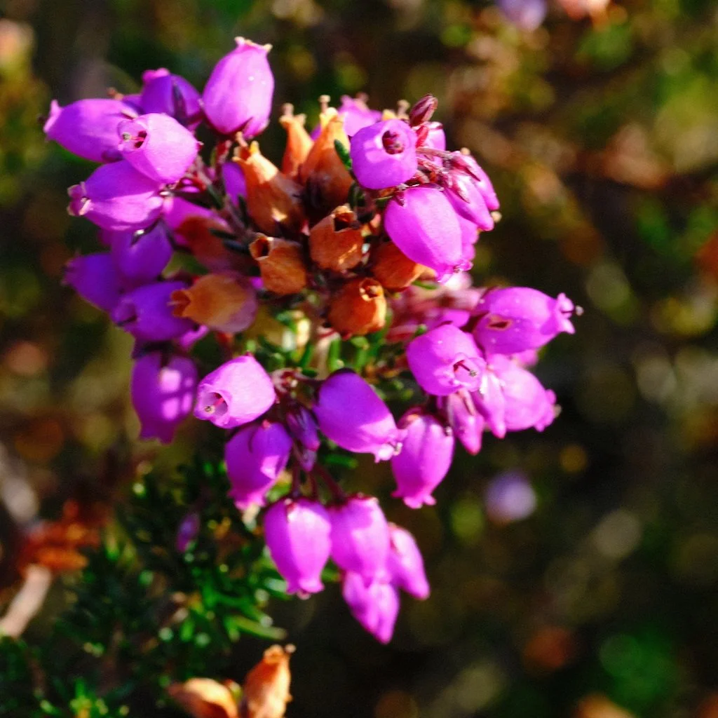 DSCF0816.JPG