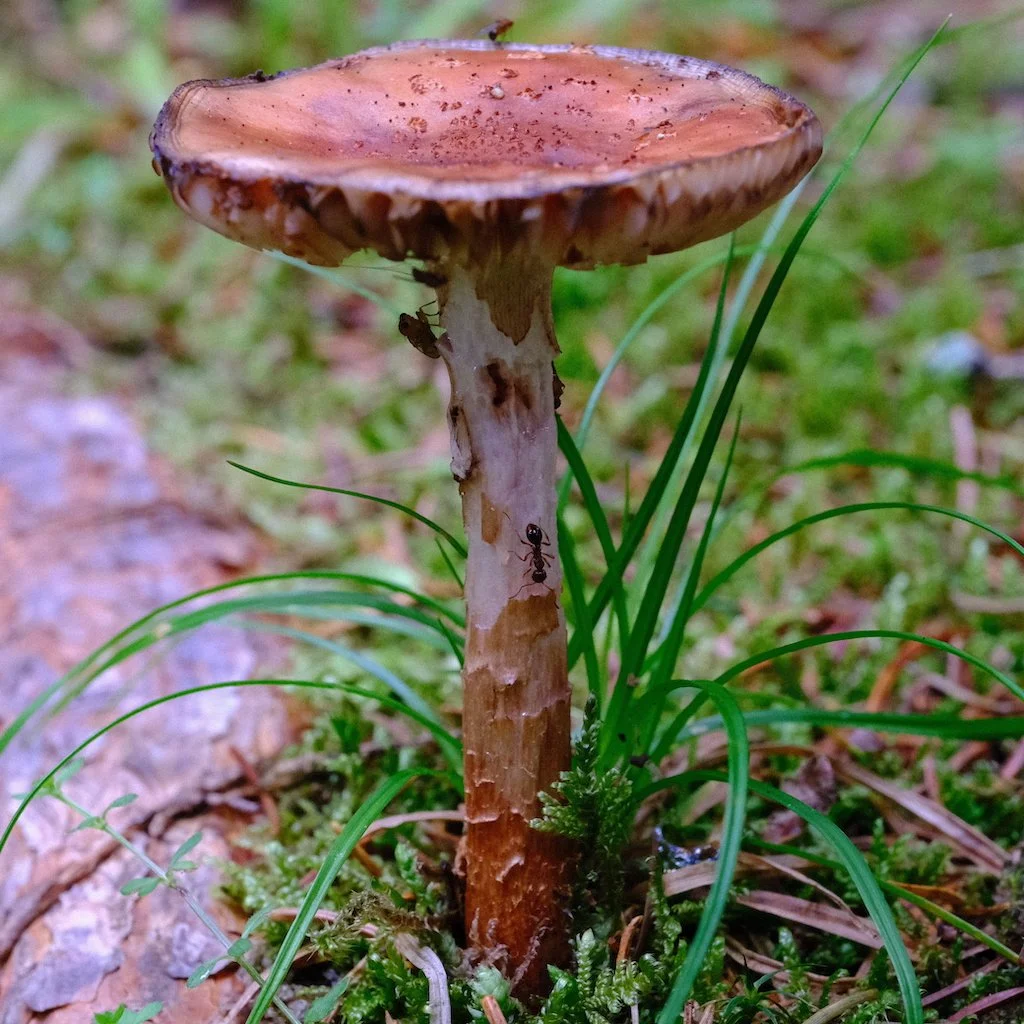 DSCF0782.JPG
