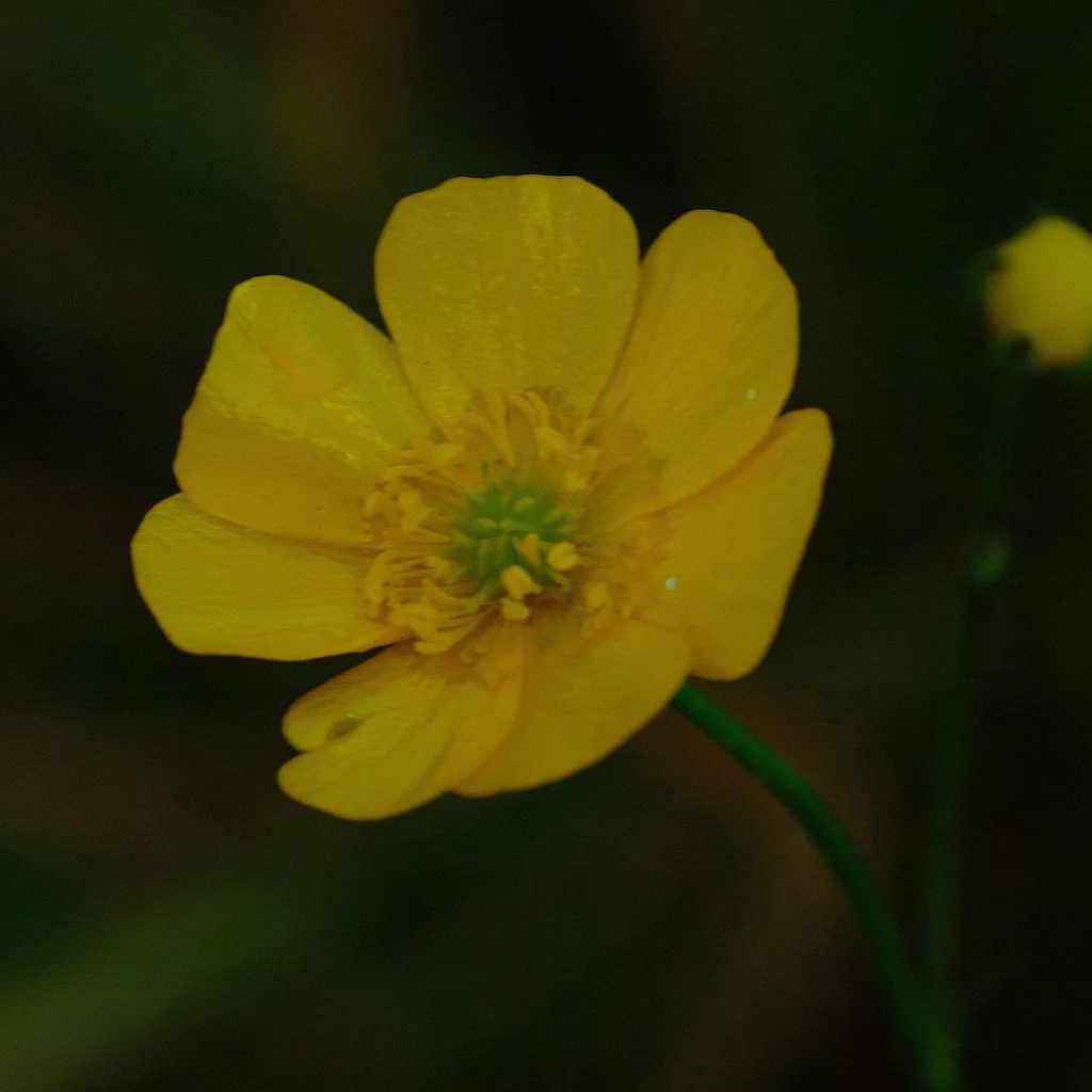 DSCF0726.JPG