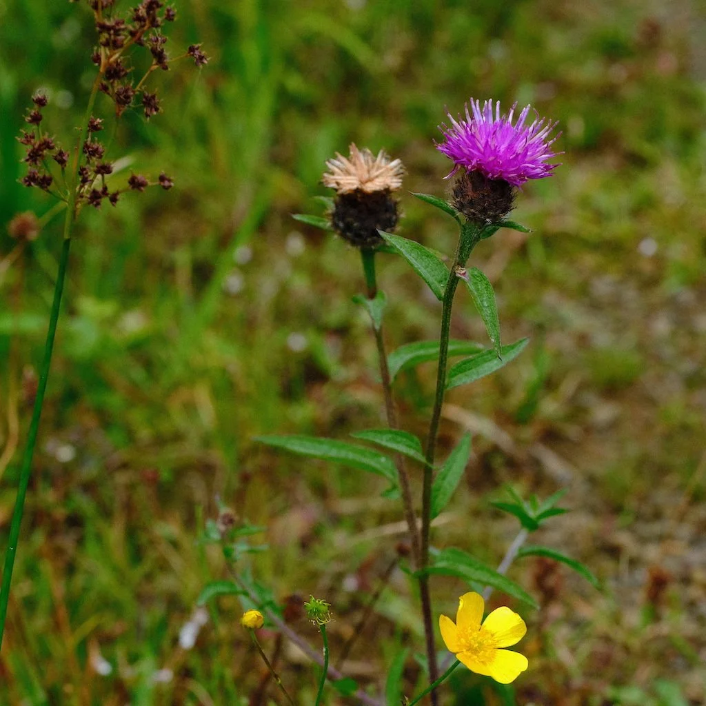 DSCF0748.JPG