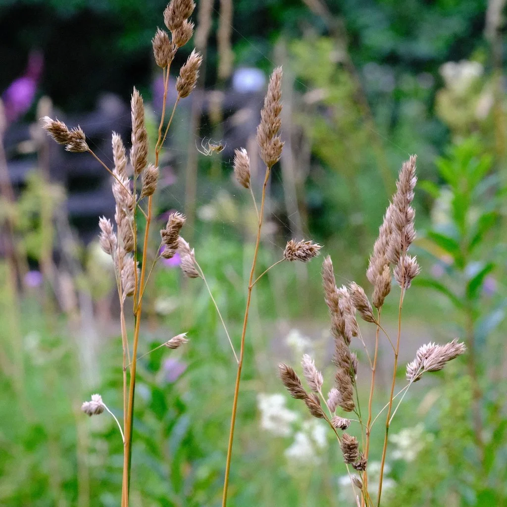 DSCF0764.JPG