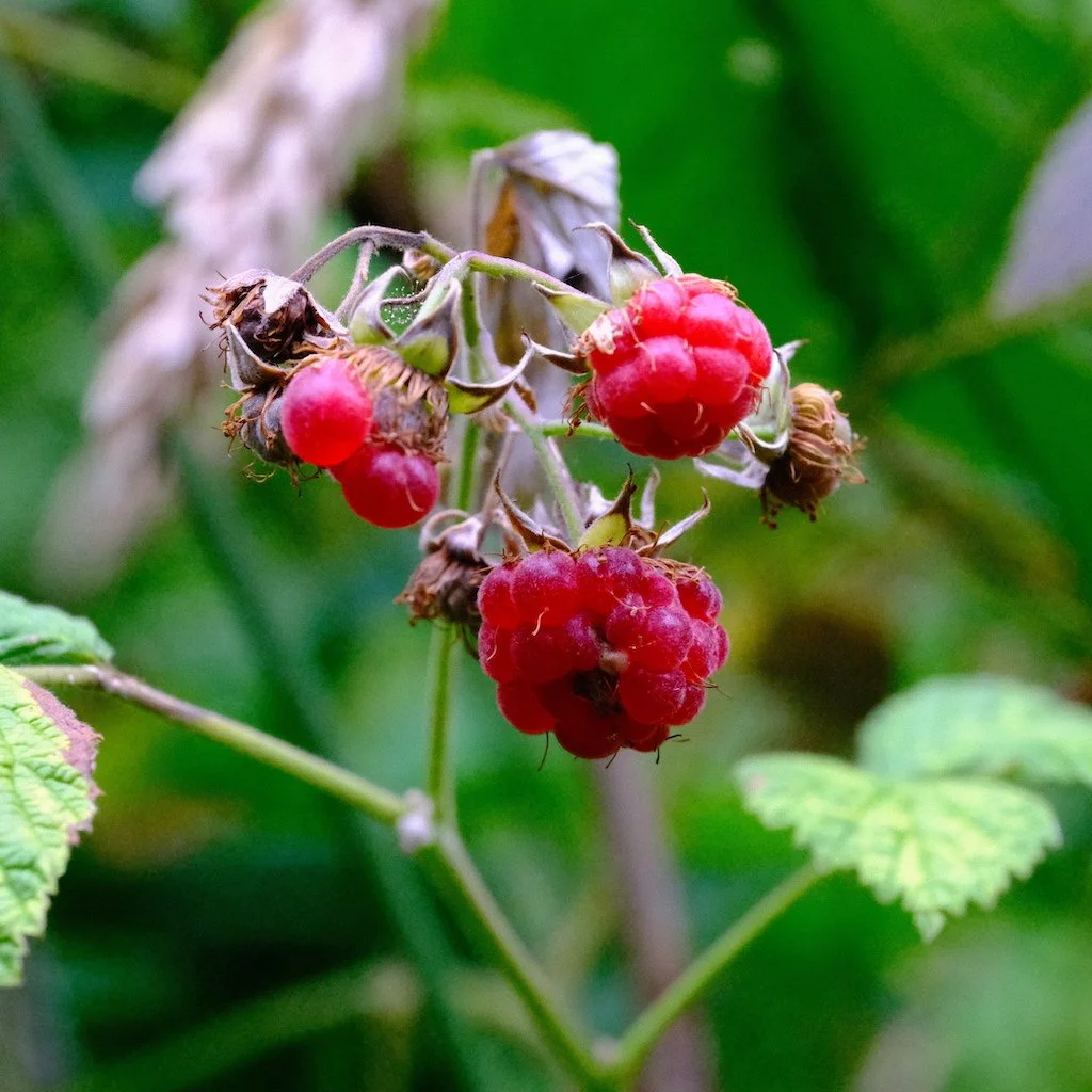 DSCF0773.JPG
