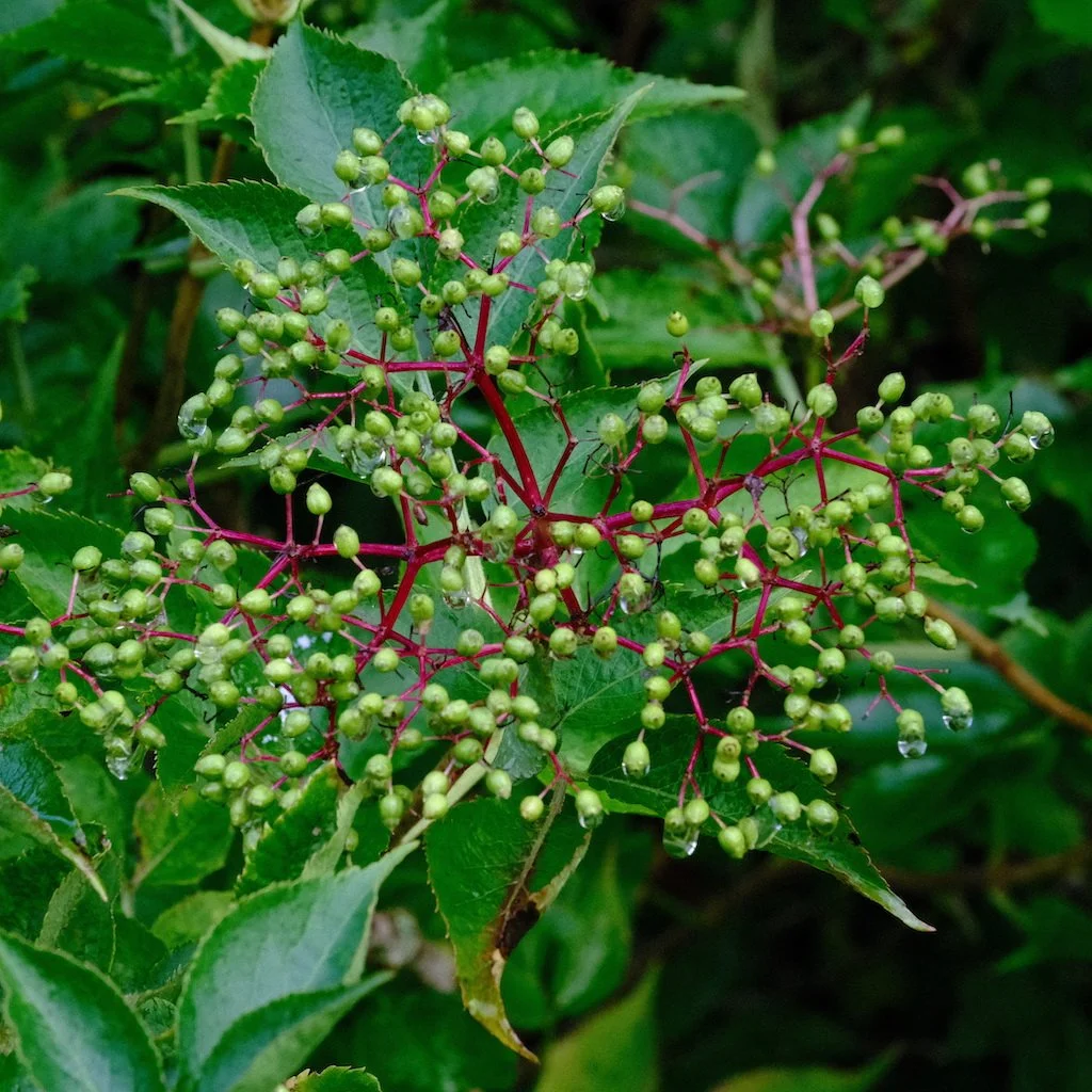 DSCF0547.JPG