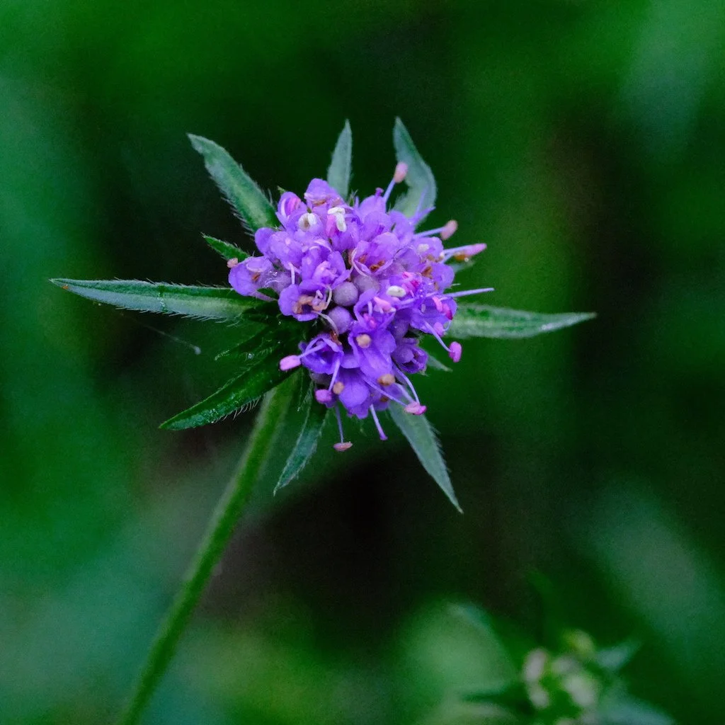 DSCF0575.JPG