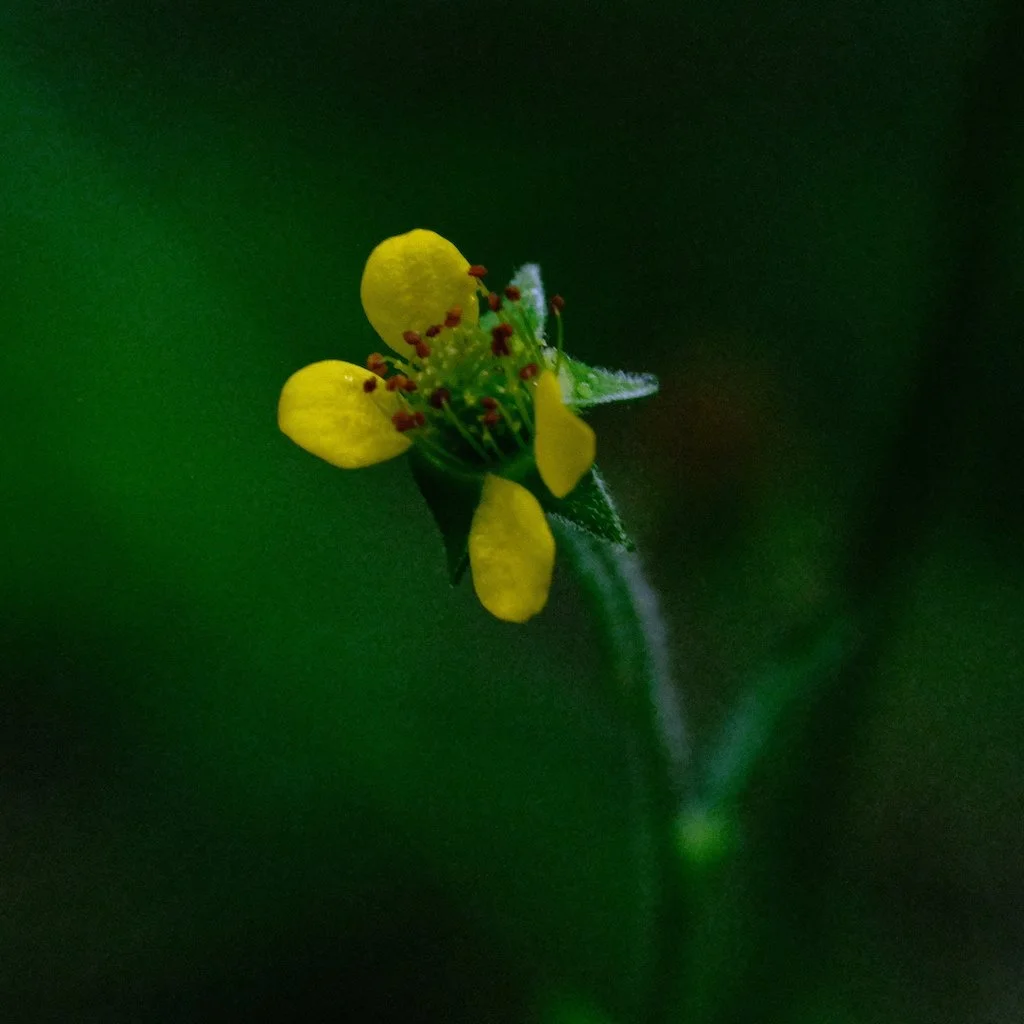 DSCF0597.JPG