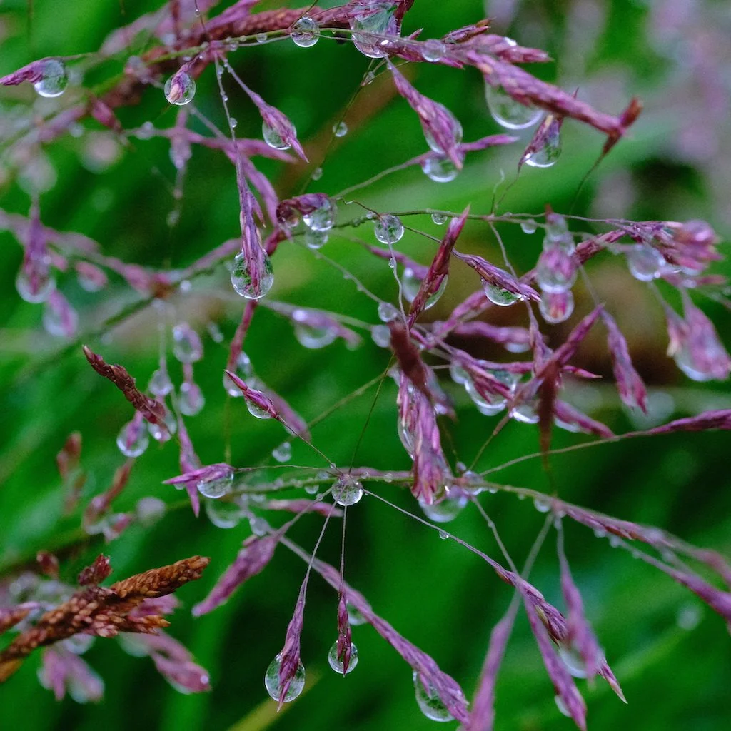 DSCF0530.JPG