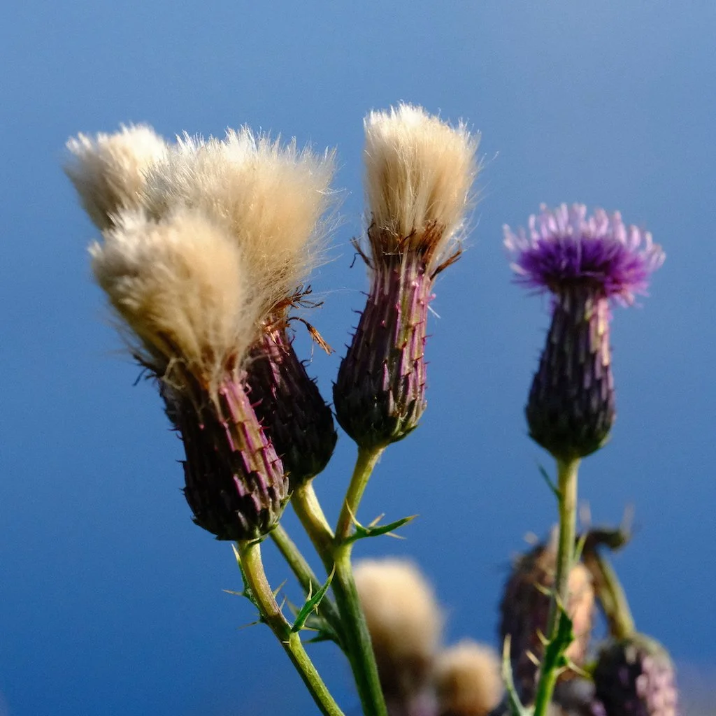 DSCF0642.JPG