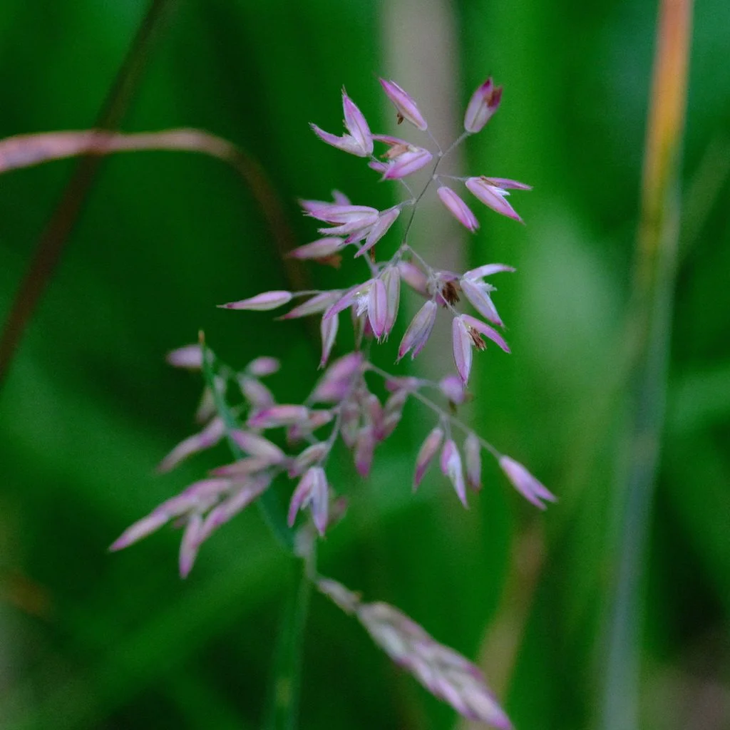 DSCF0679.JPG