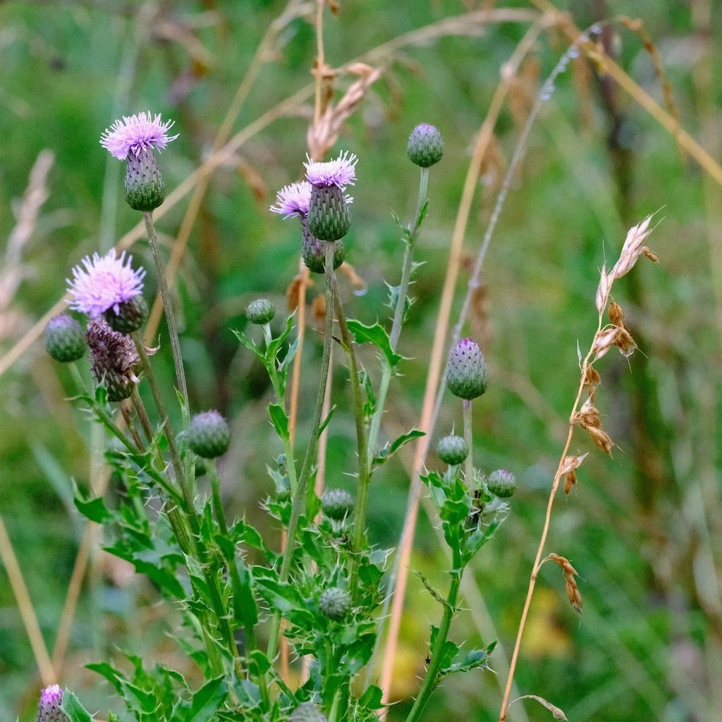 DSCF0537.JPG