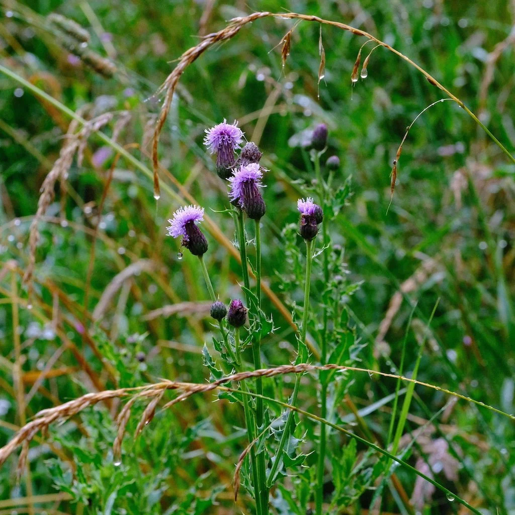 DSCF0559.JPG
