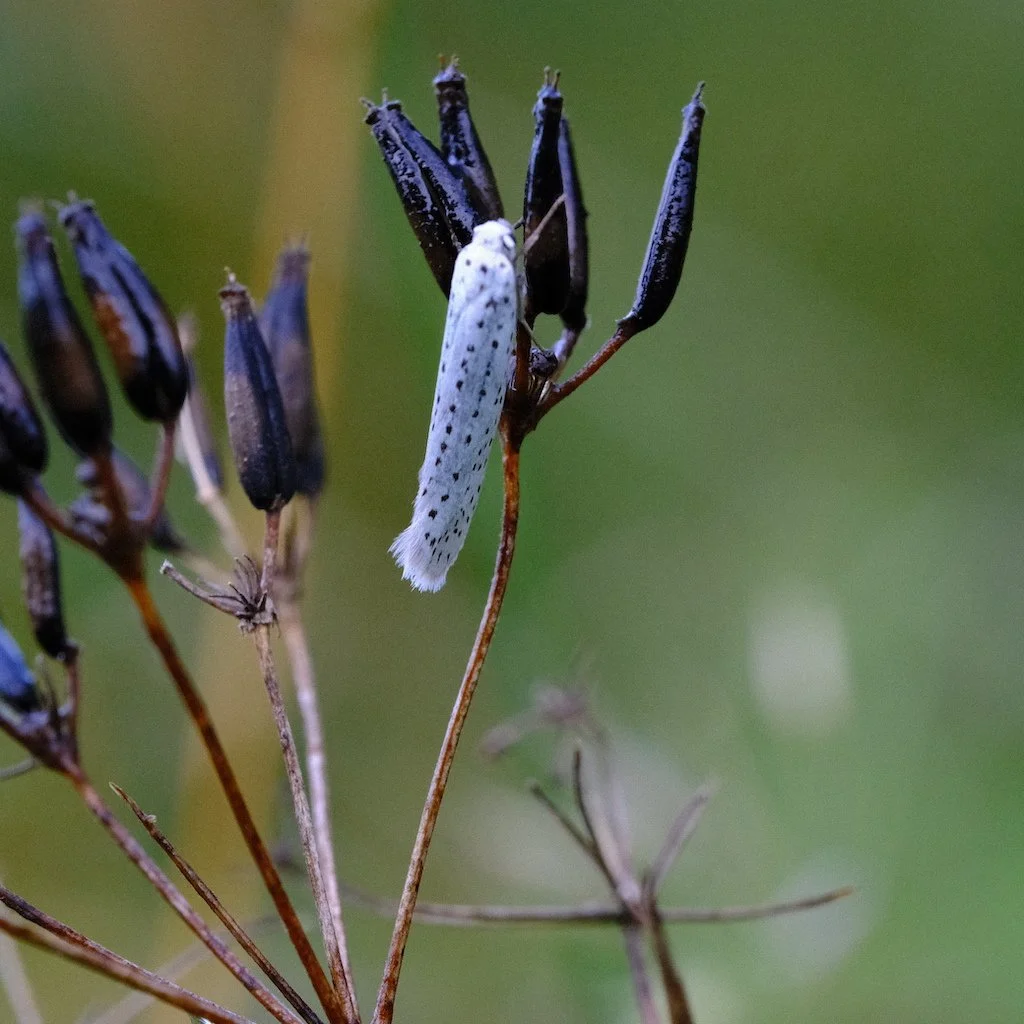 DSCF0551.JPG