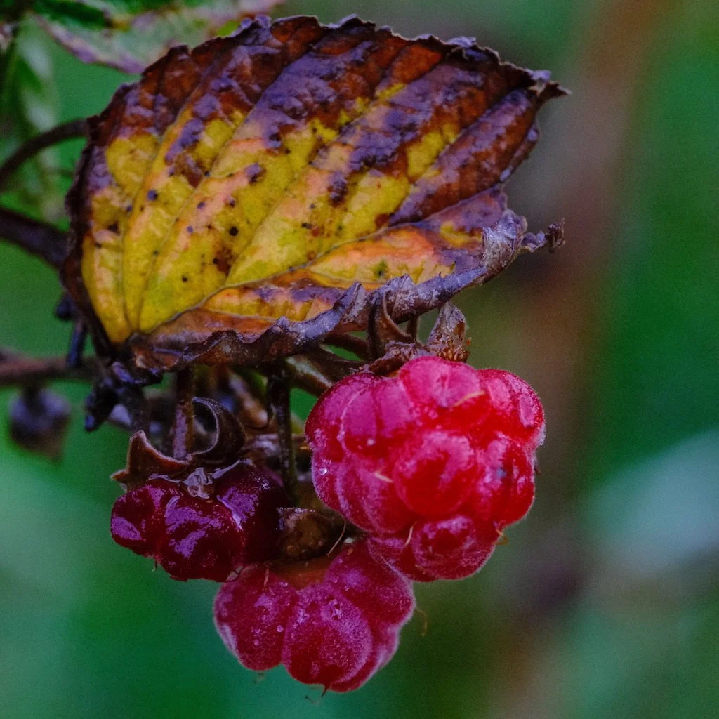 DSCF0536.JPG