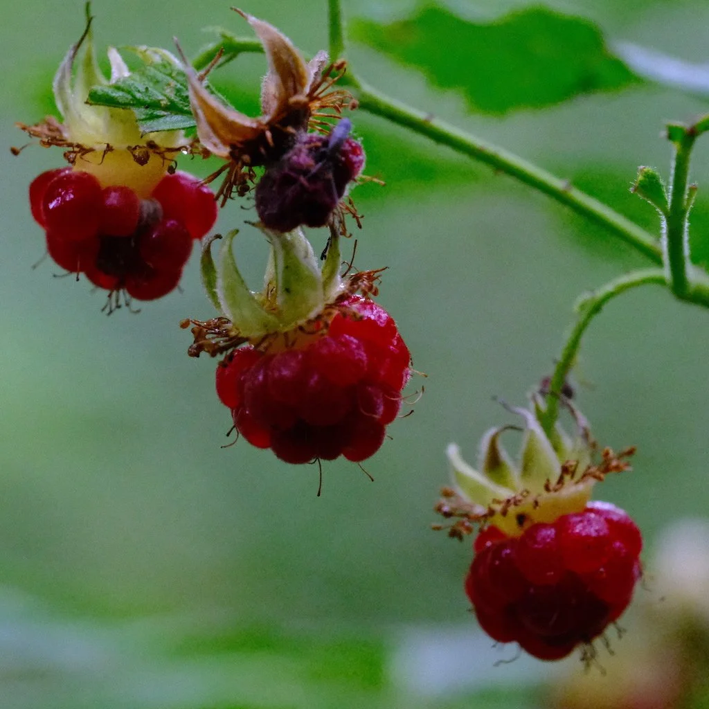 DSCF0591.JPG
