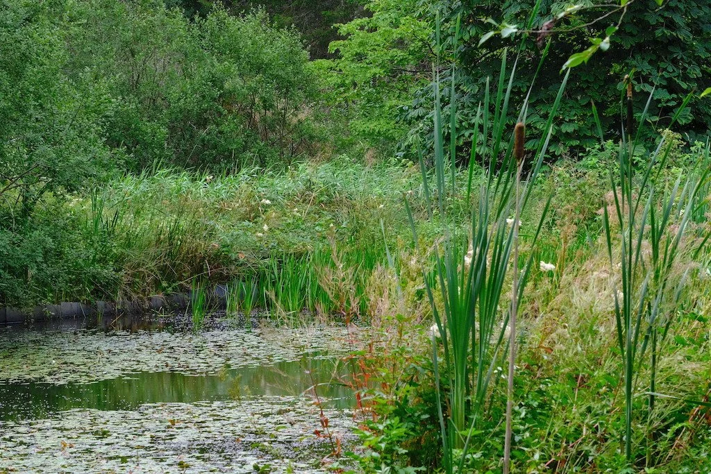 DSCF0791.JPG