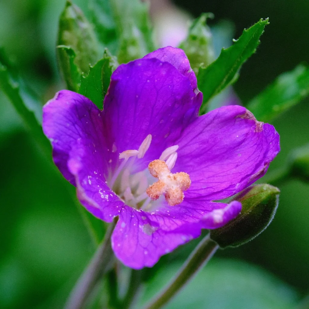 DSCF0721.JPG