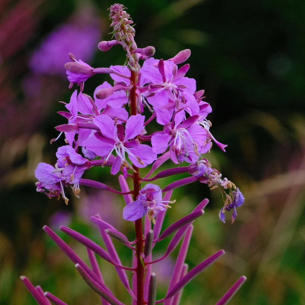 DSCF0734.JPG