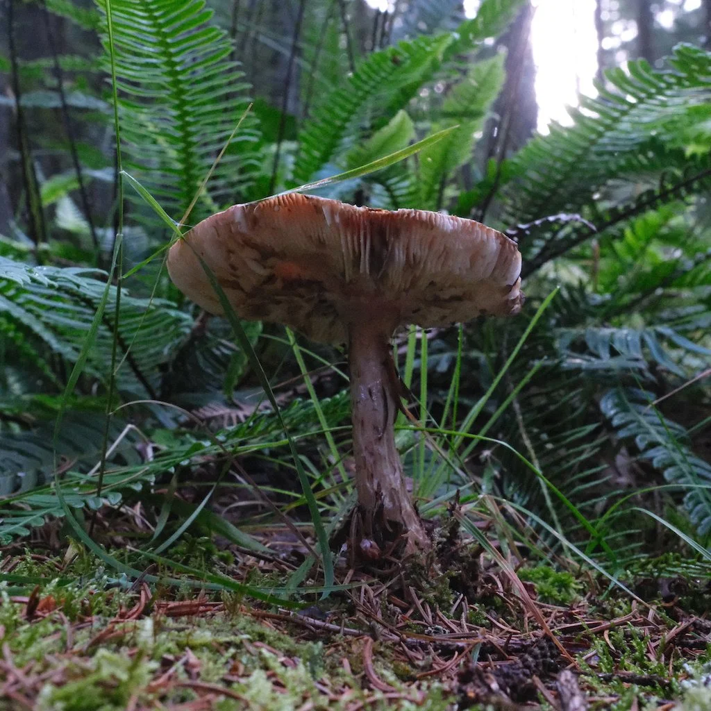 DSCF1003.JPG