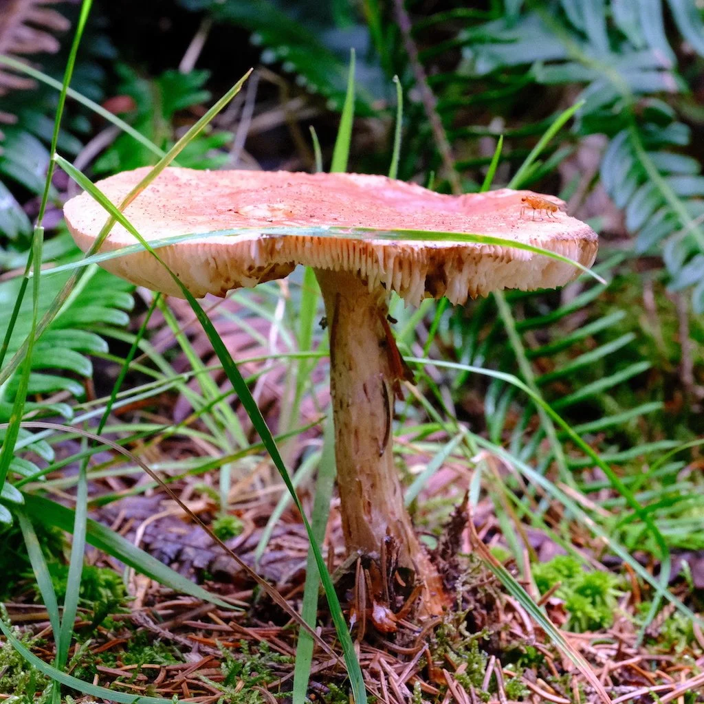 DSCF0781.JPG