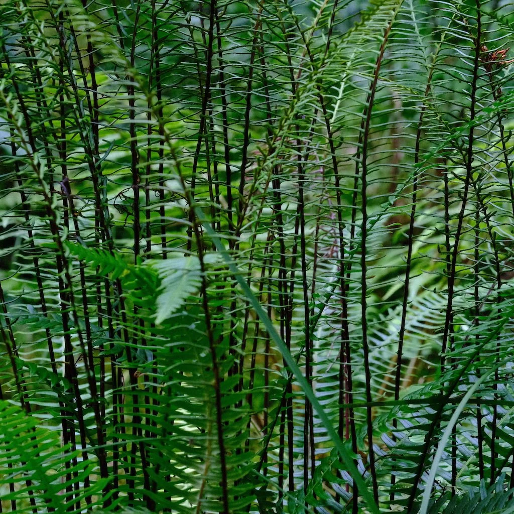DSCF0783.JPG