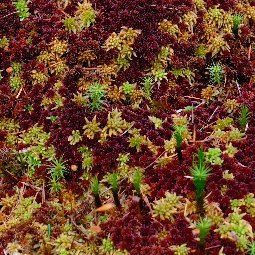 DSCF0747.JPG