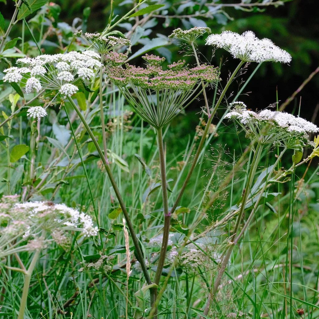 DSCF0704.JPG