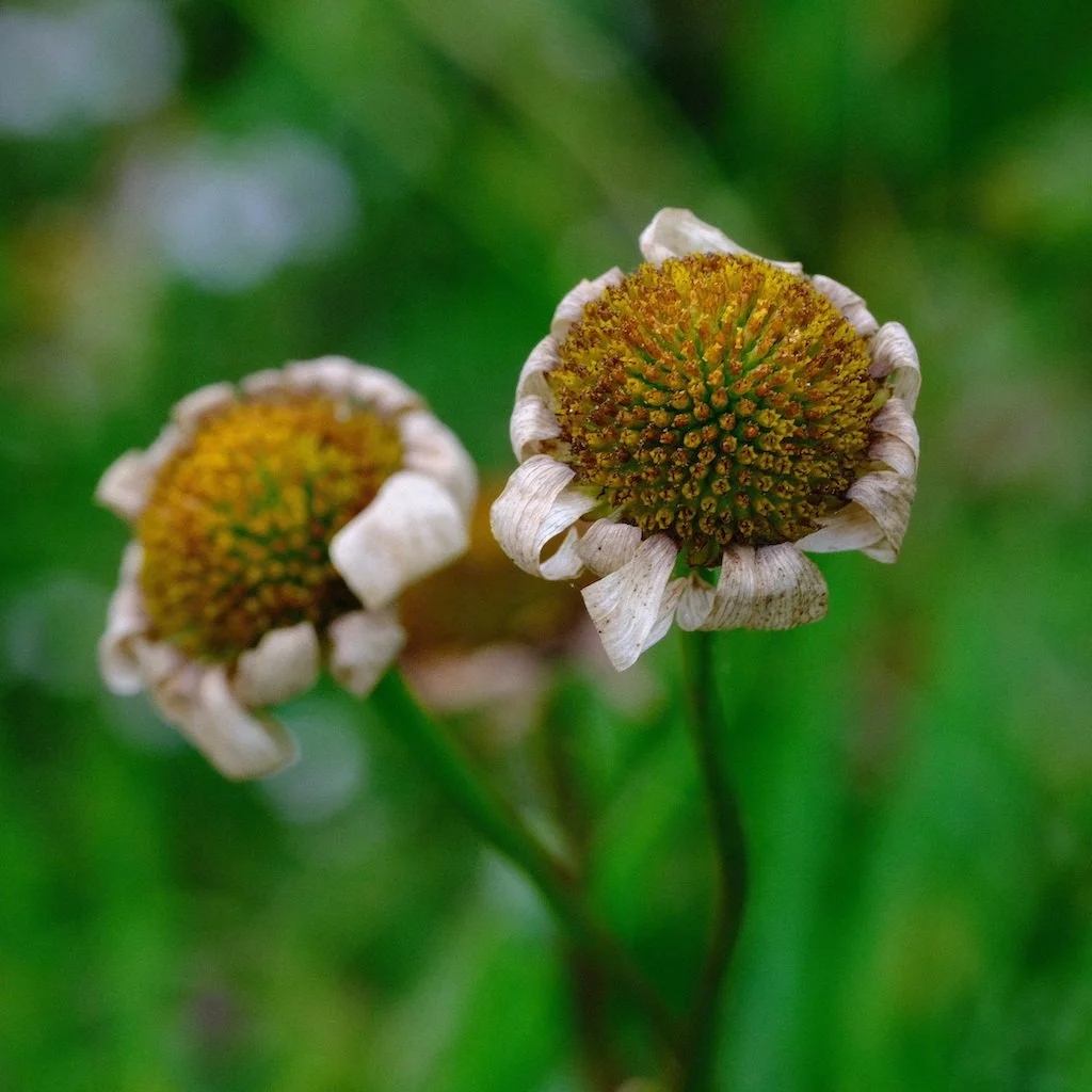 DSCF0700.JPG