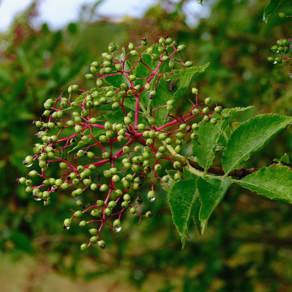 DSCF0549.JPG