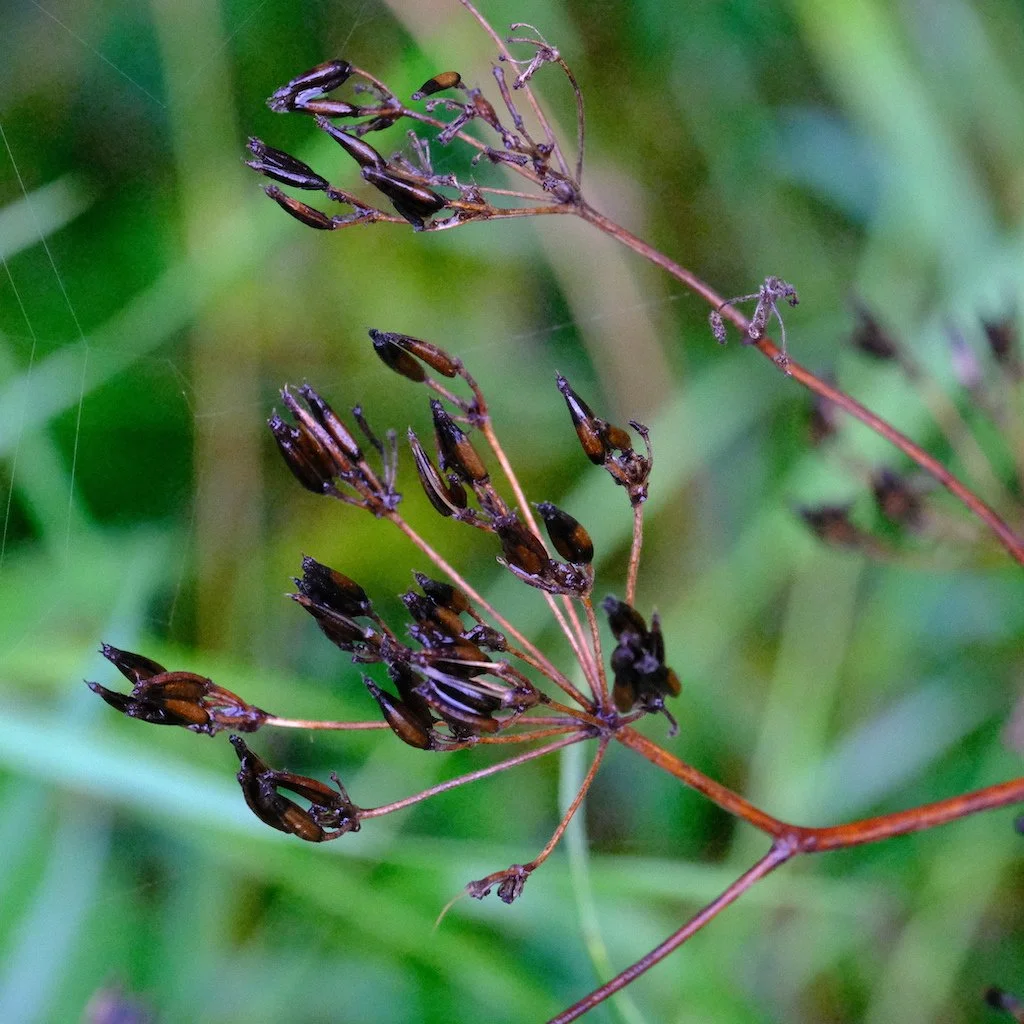 DSCF0527.JPG