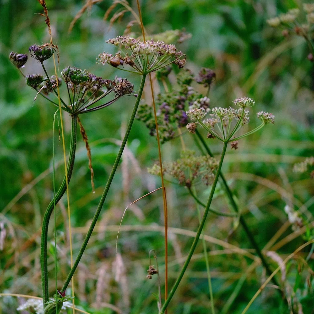 DSCF0562.JPG