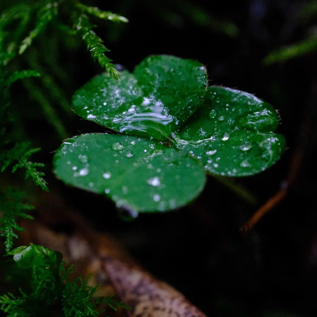 DSCF0586.JPG