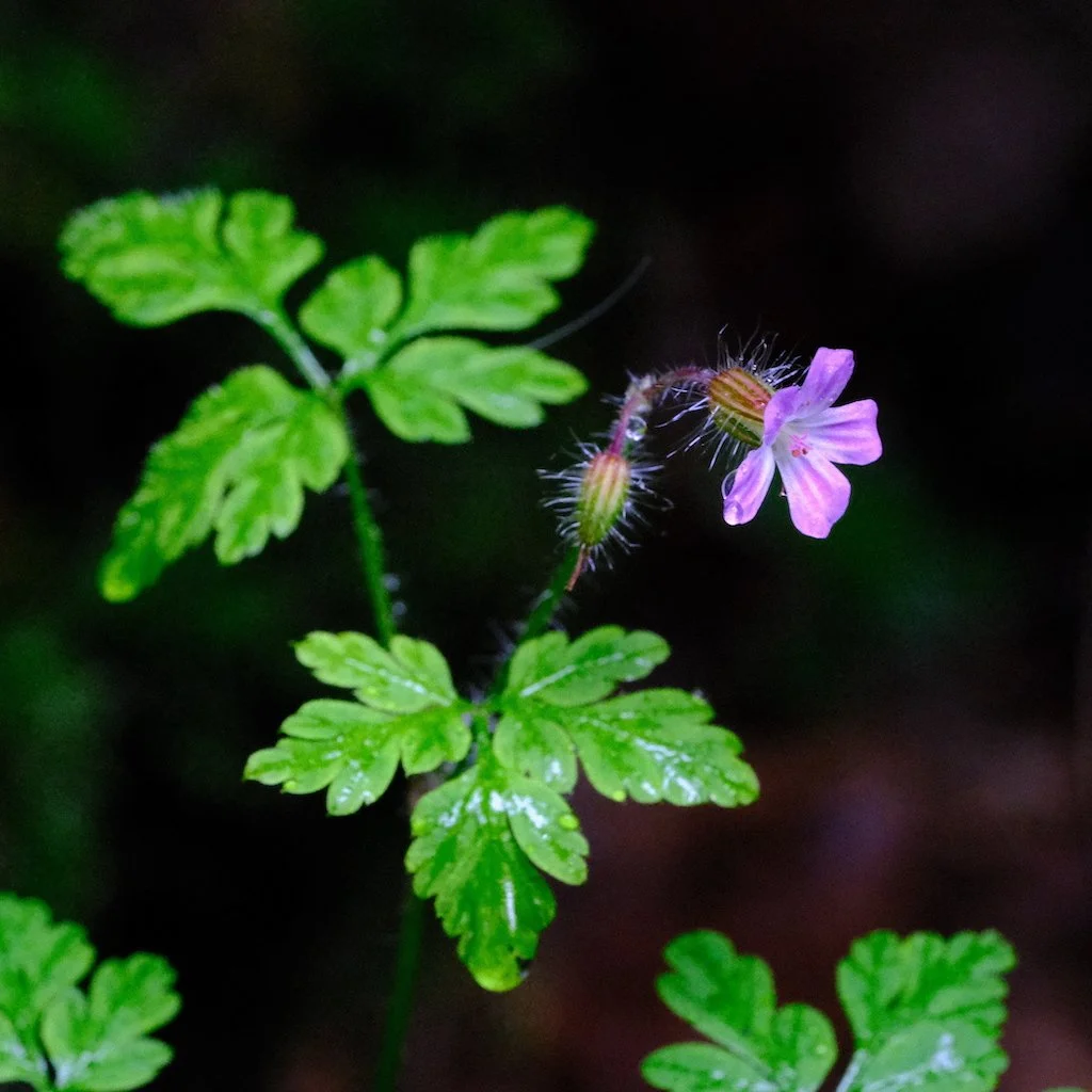 DSCF0594.JPG