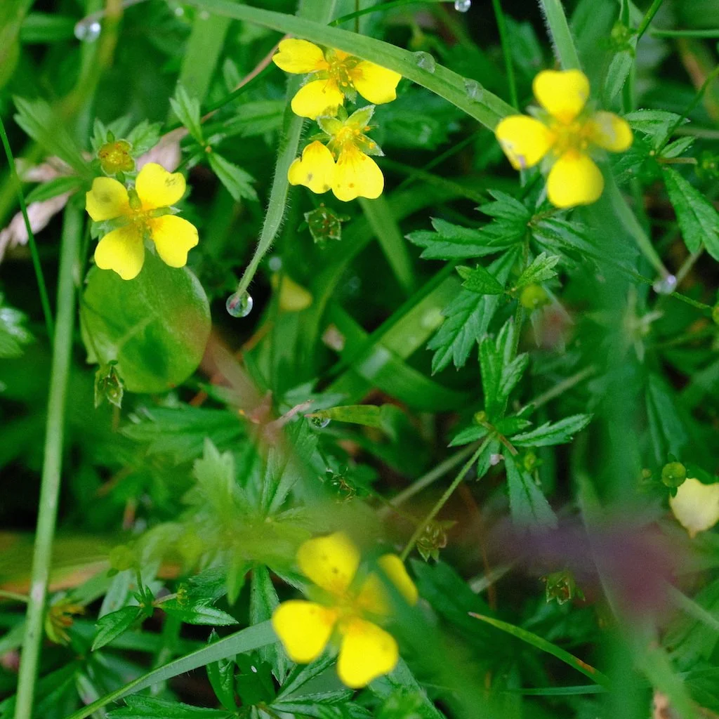 DSCF0693.JPG