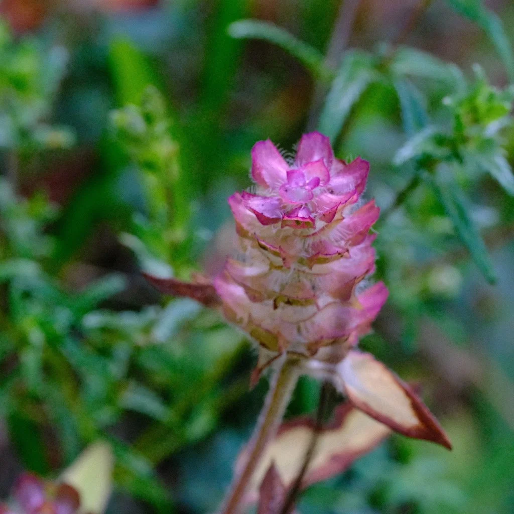 DSCF0672.JPG