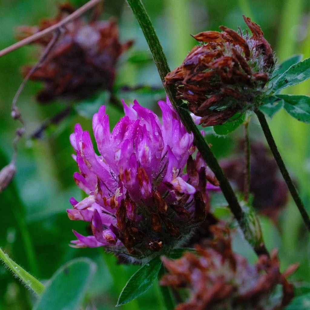 DSCF0730.JPG