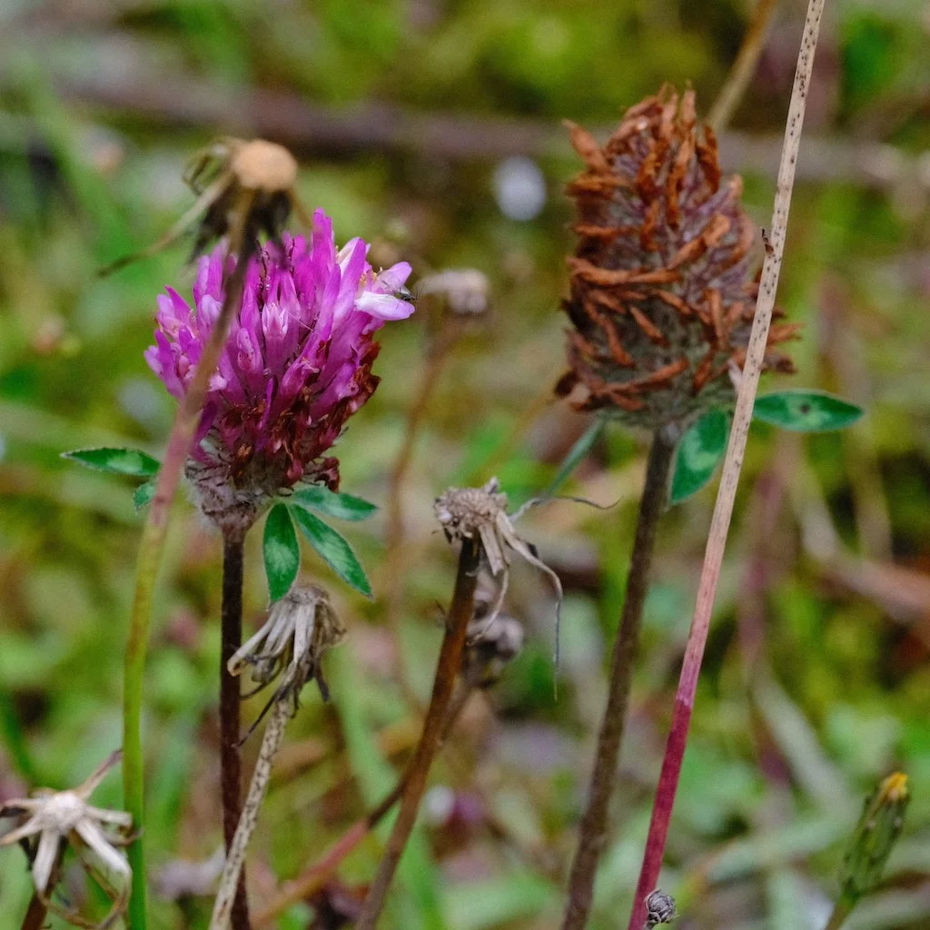 DSCF0742.JPG