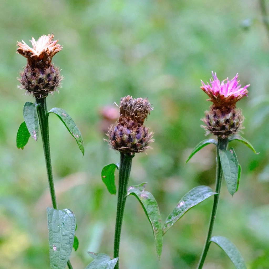 DSCF0752.JPG