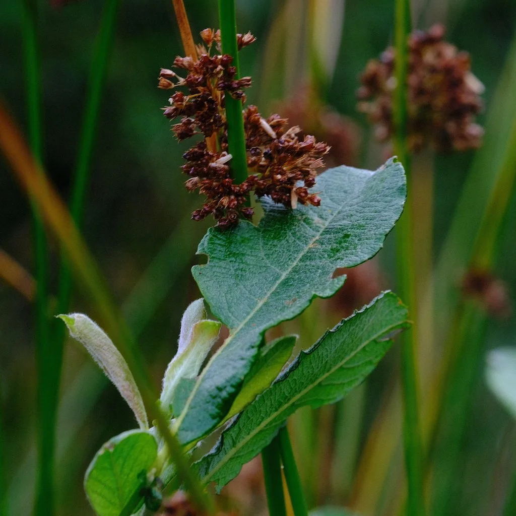 DSCF0731.JPG