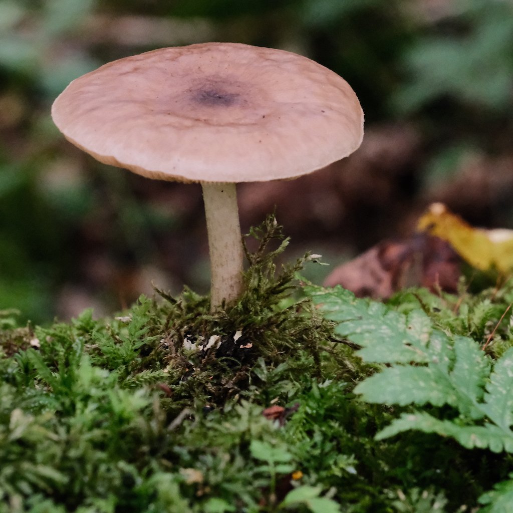 DSCF1068.JPG