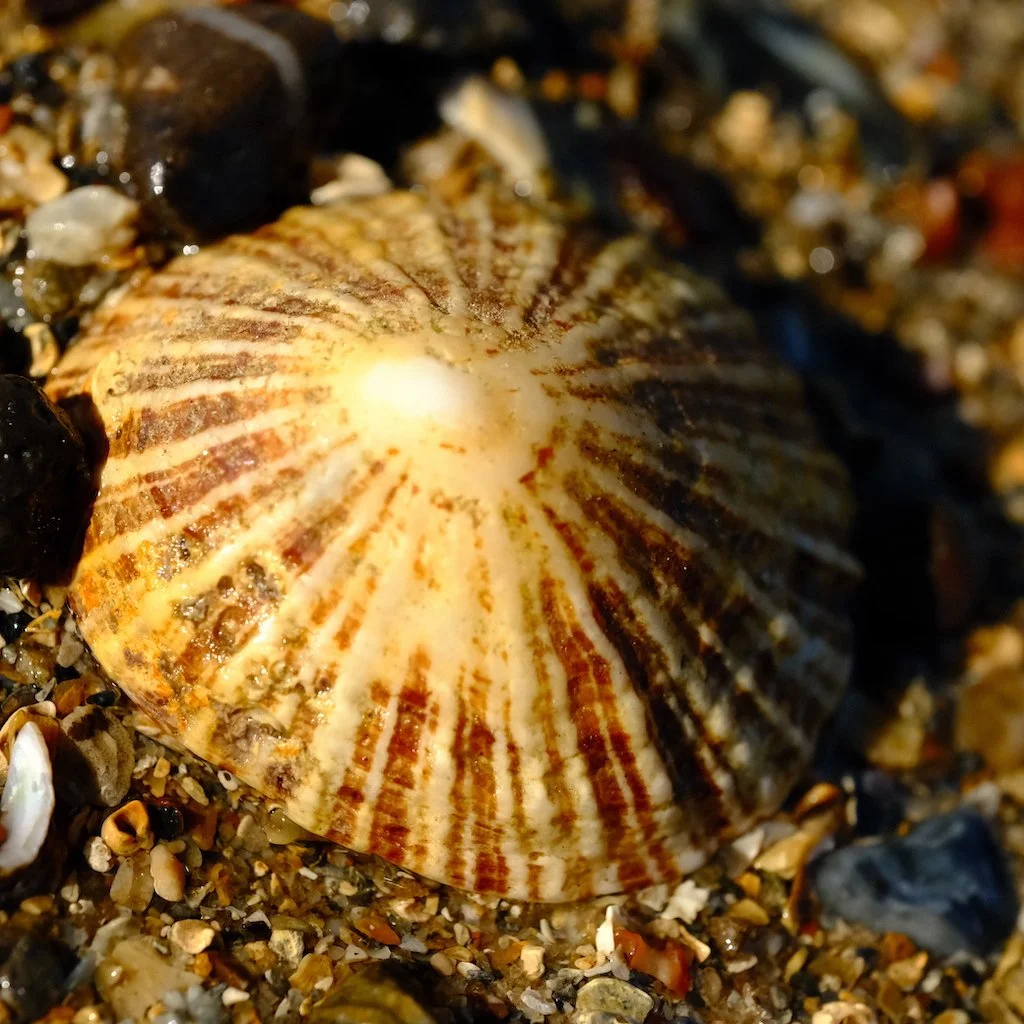 DSCF1093.JPG