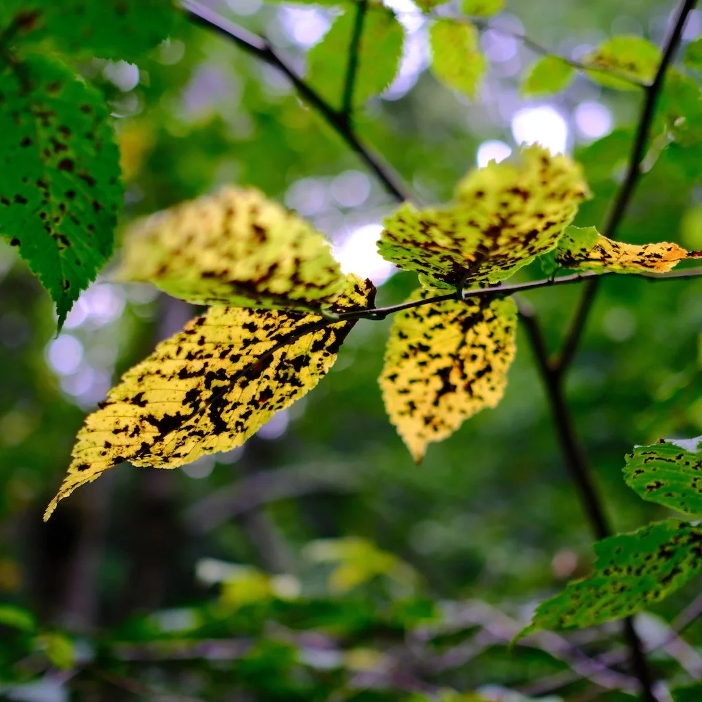 DSCF1157.JPG
