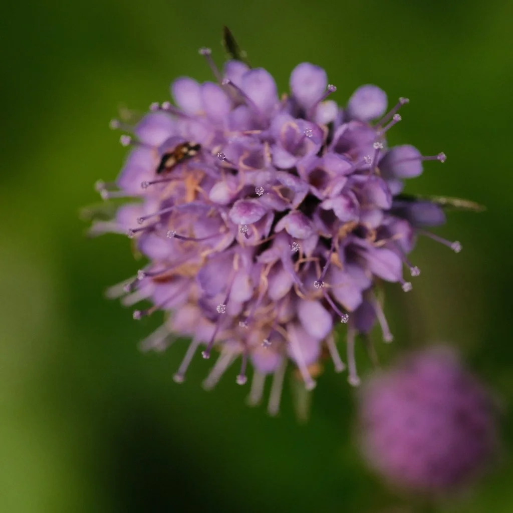 DSCF0833.JPG