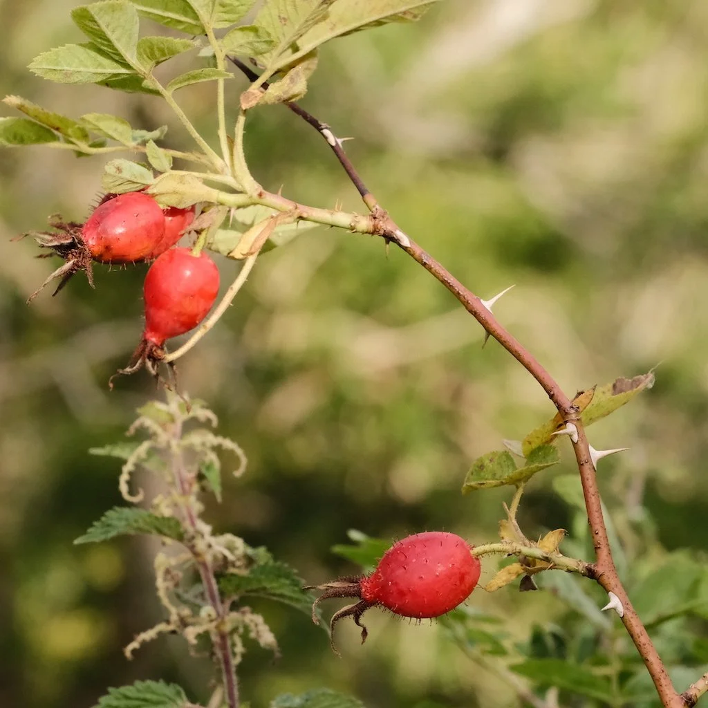DSCF1029.JPG