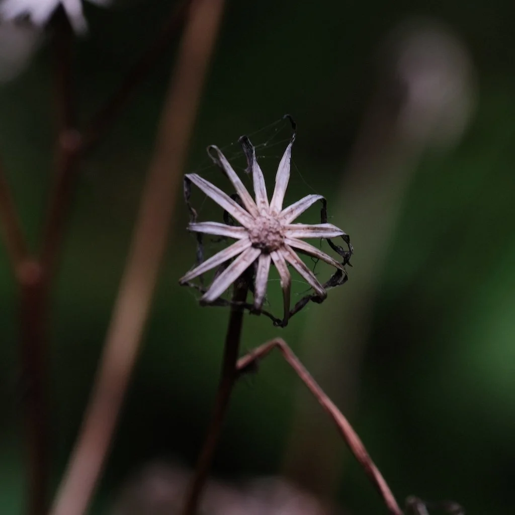 DSCF1043.JPG