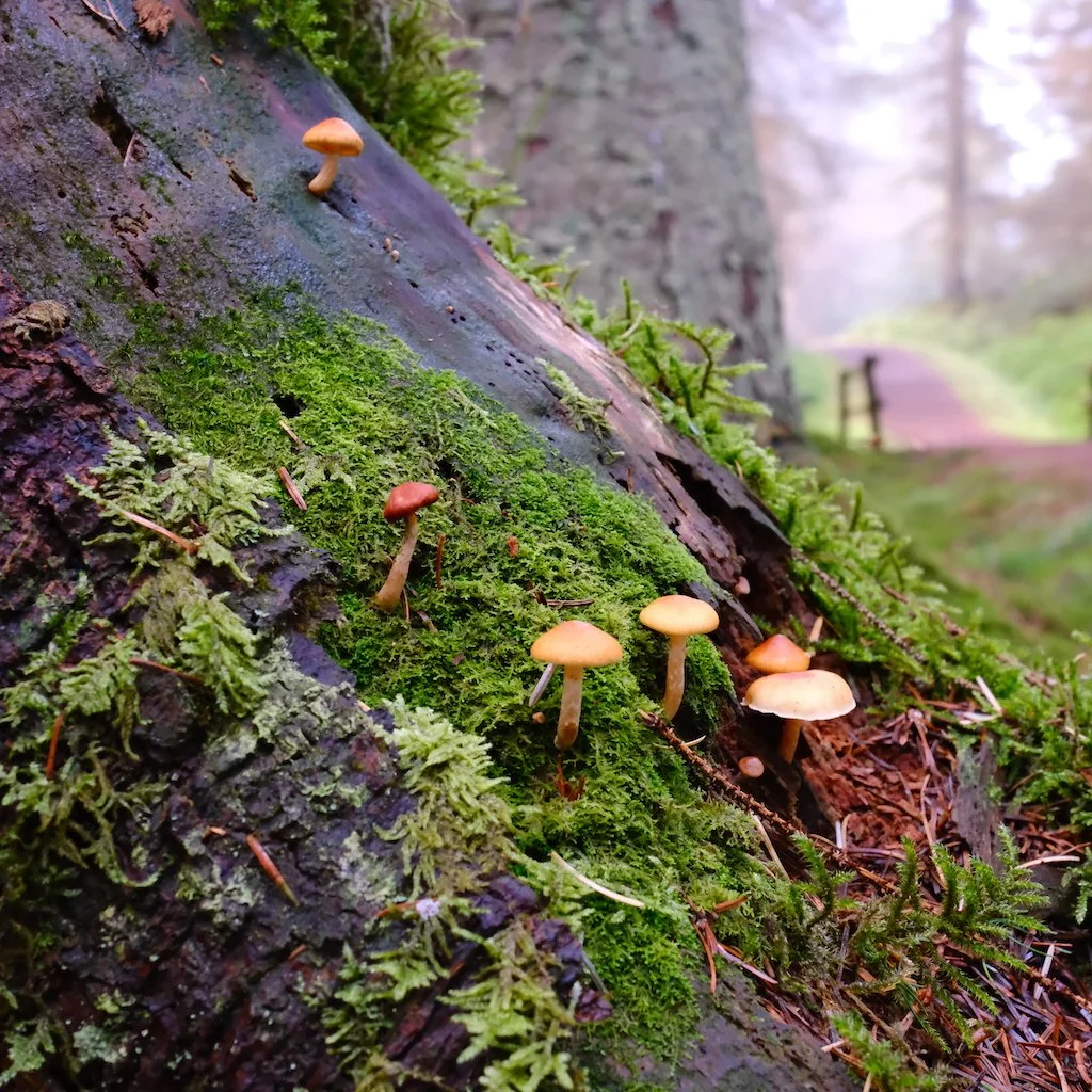 DSCF1267.JPG