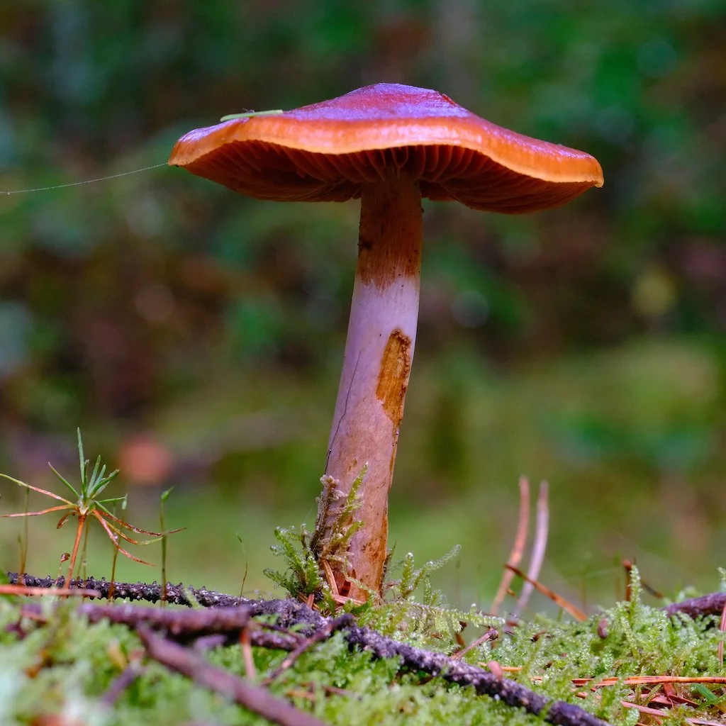 DSCF1254.JPG